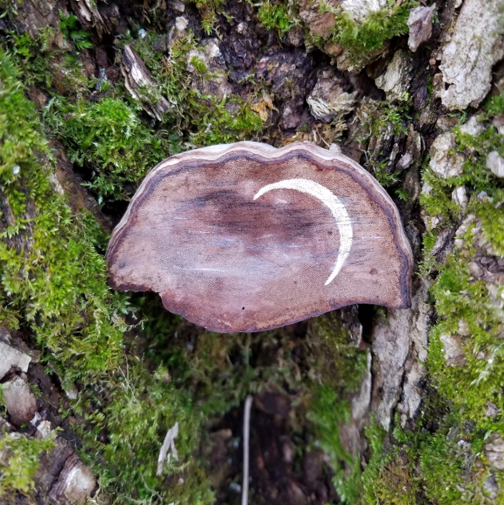 Waxing Cresent - Hand Drawn On Bracket Fungus